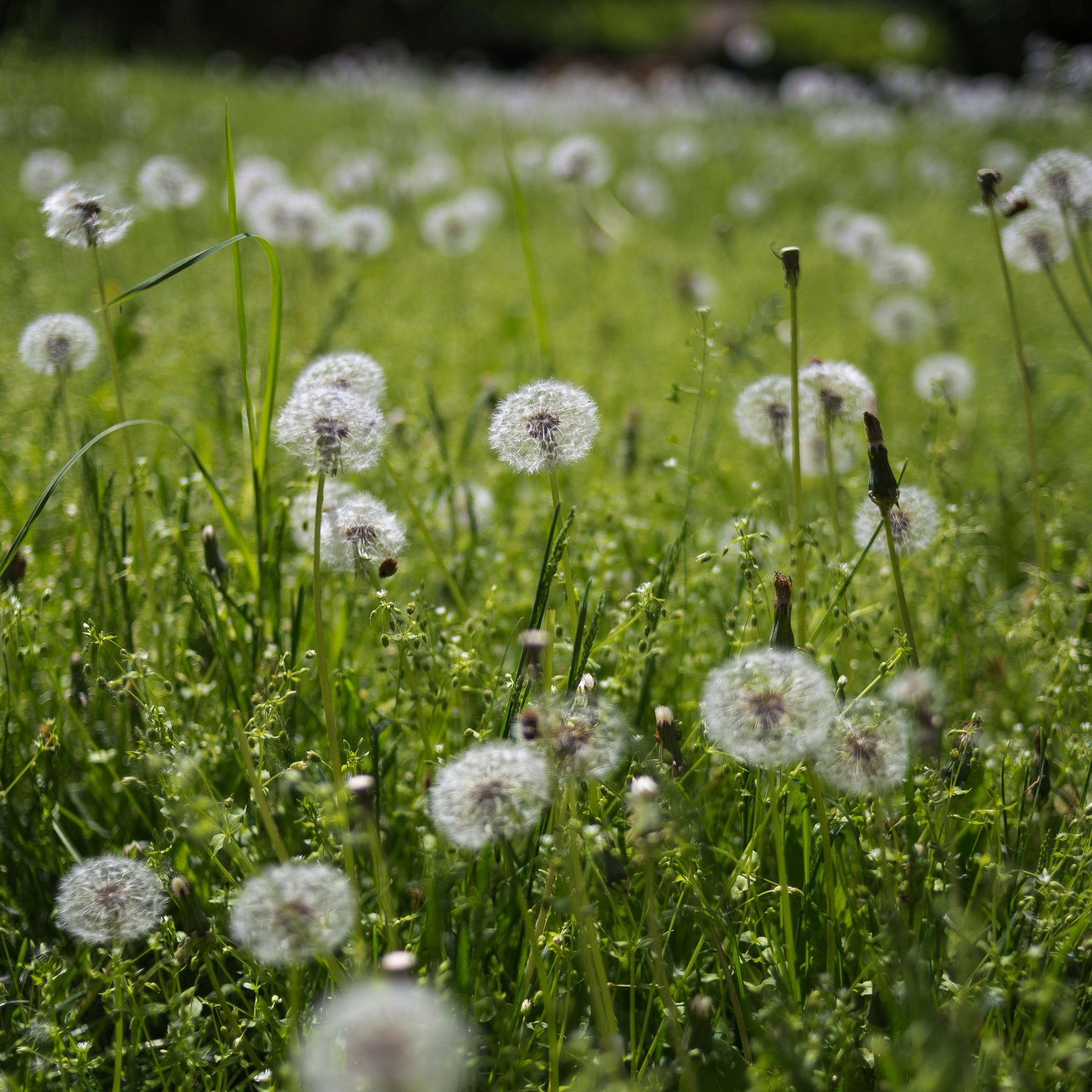 Dandelions