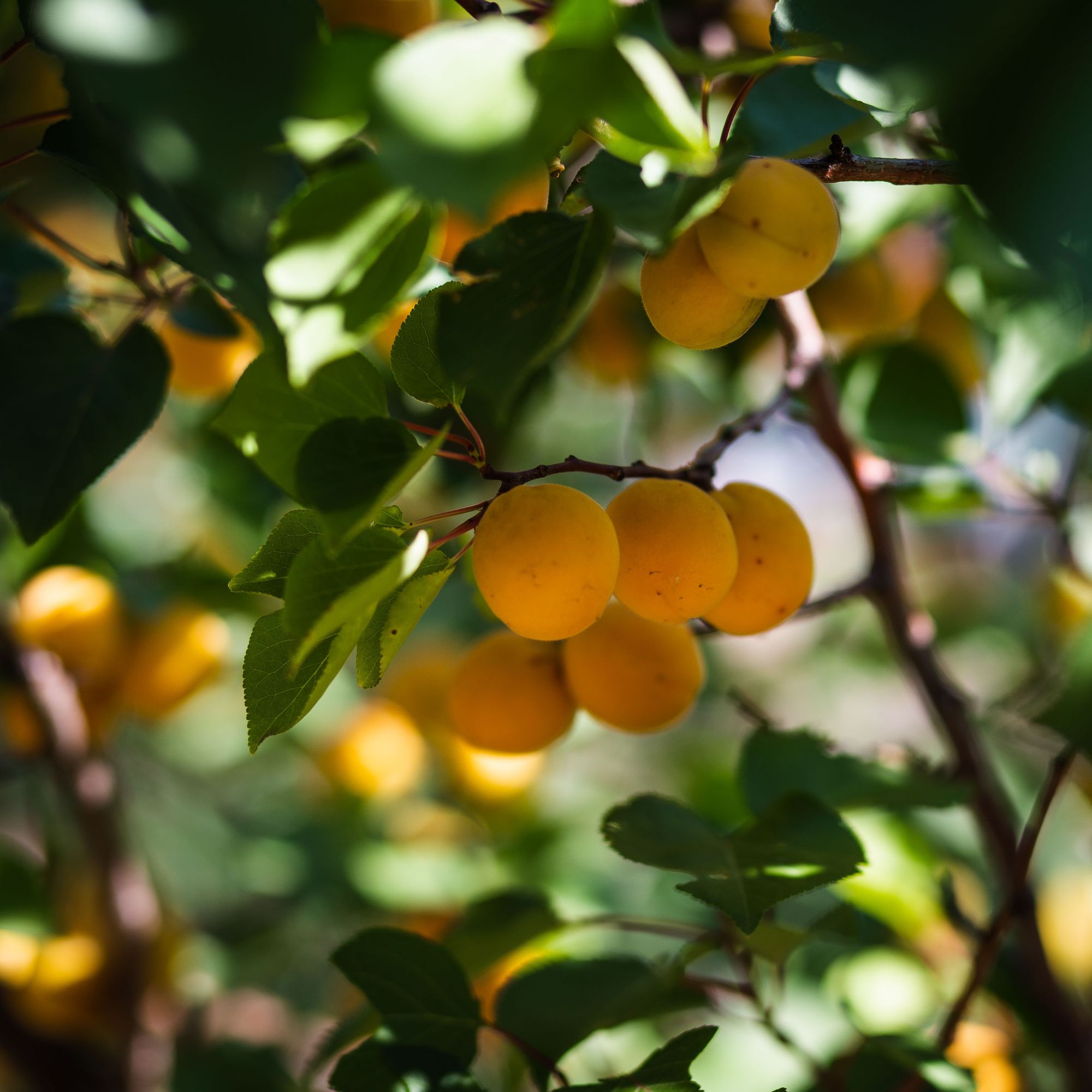 Ripe Apricots