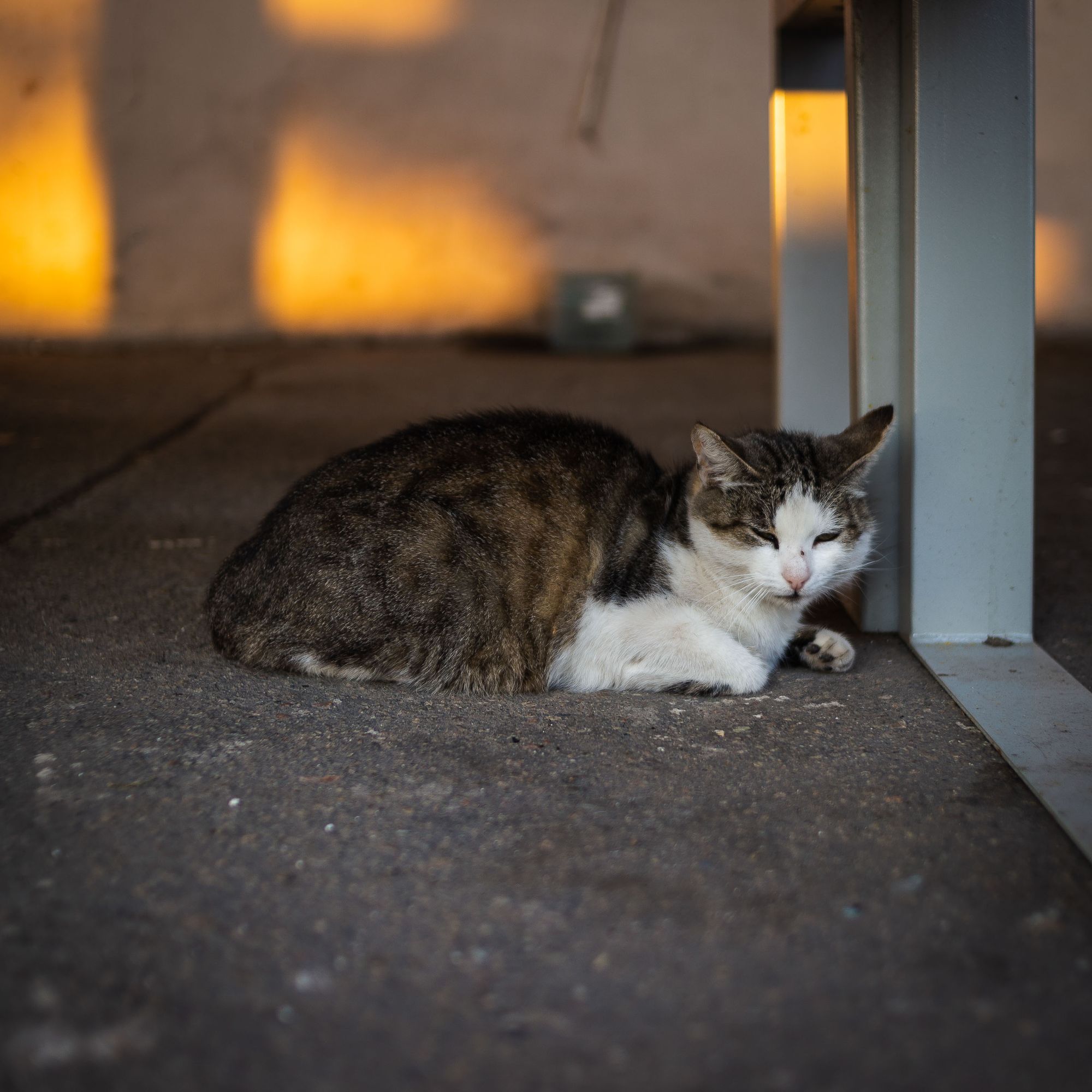 Meetings with new creatures