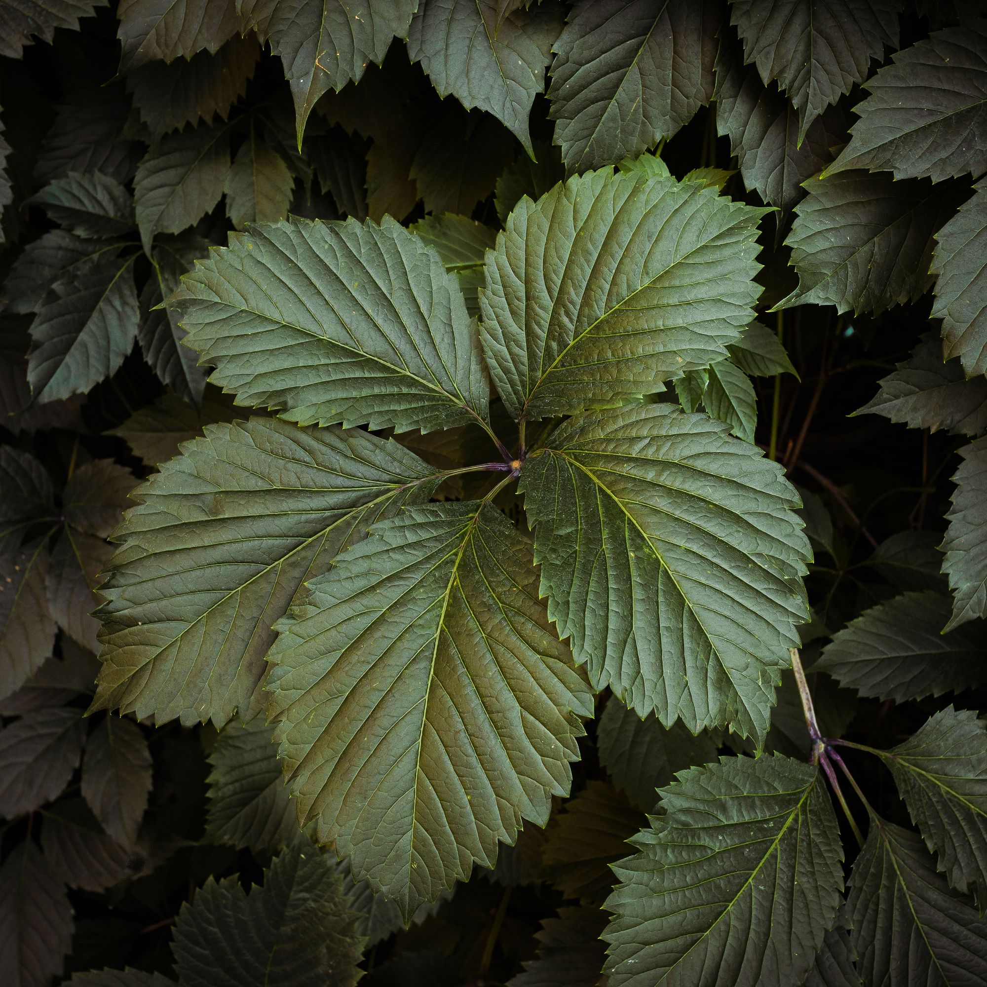 Ivy Leaves