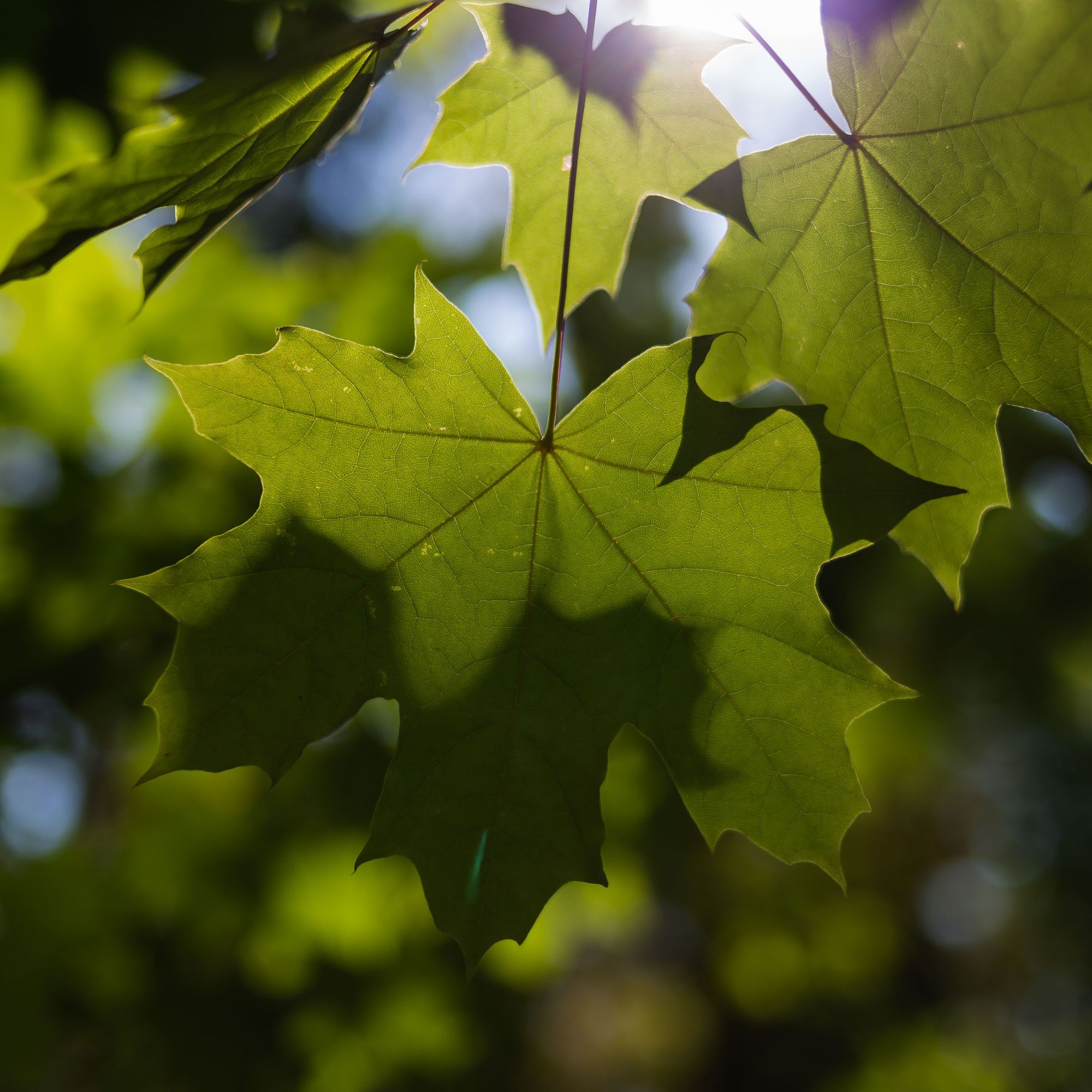 Sun through the Leaves
