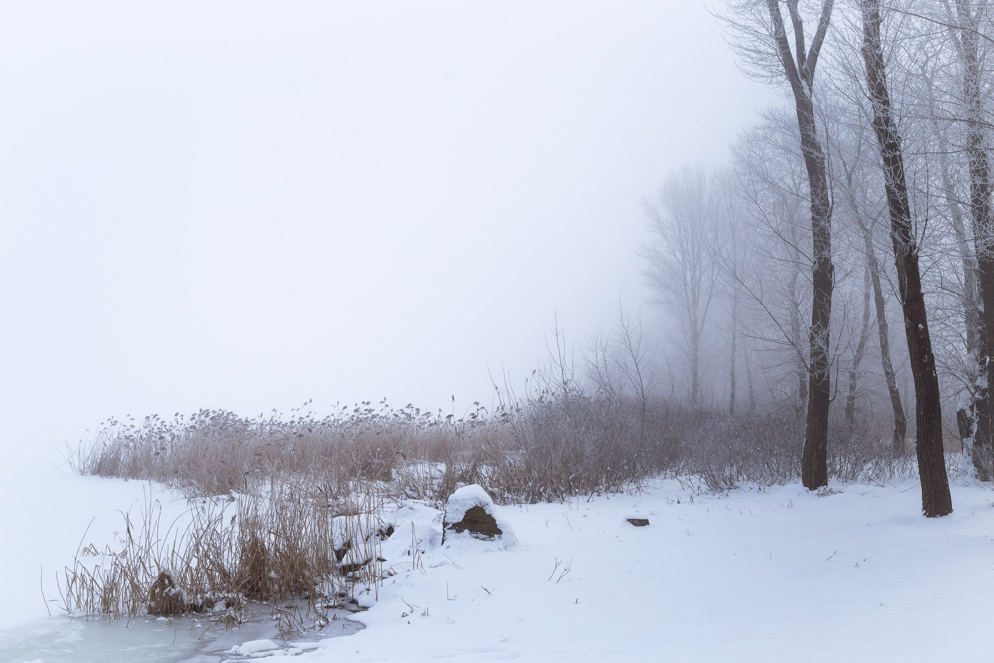 Last year’s witnesses is hidden under the snow.