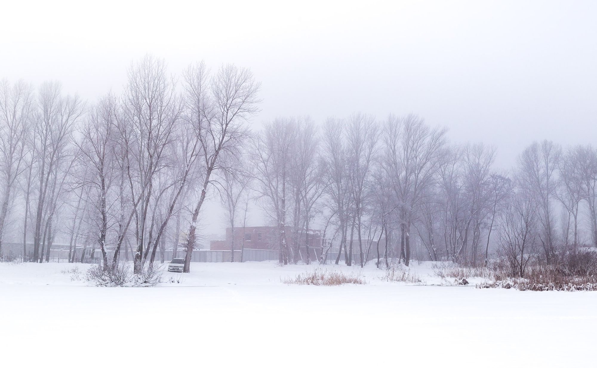 Silence and screams of daws in thick fog.