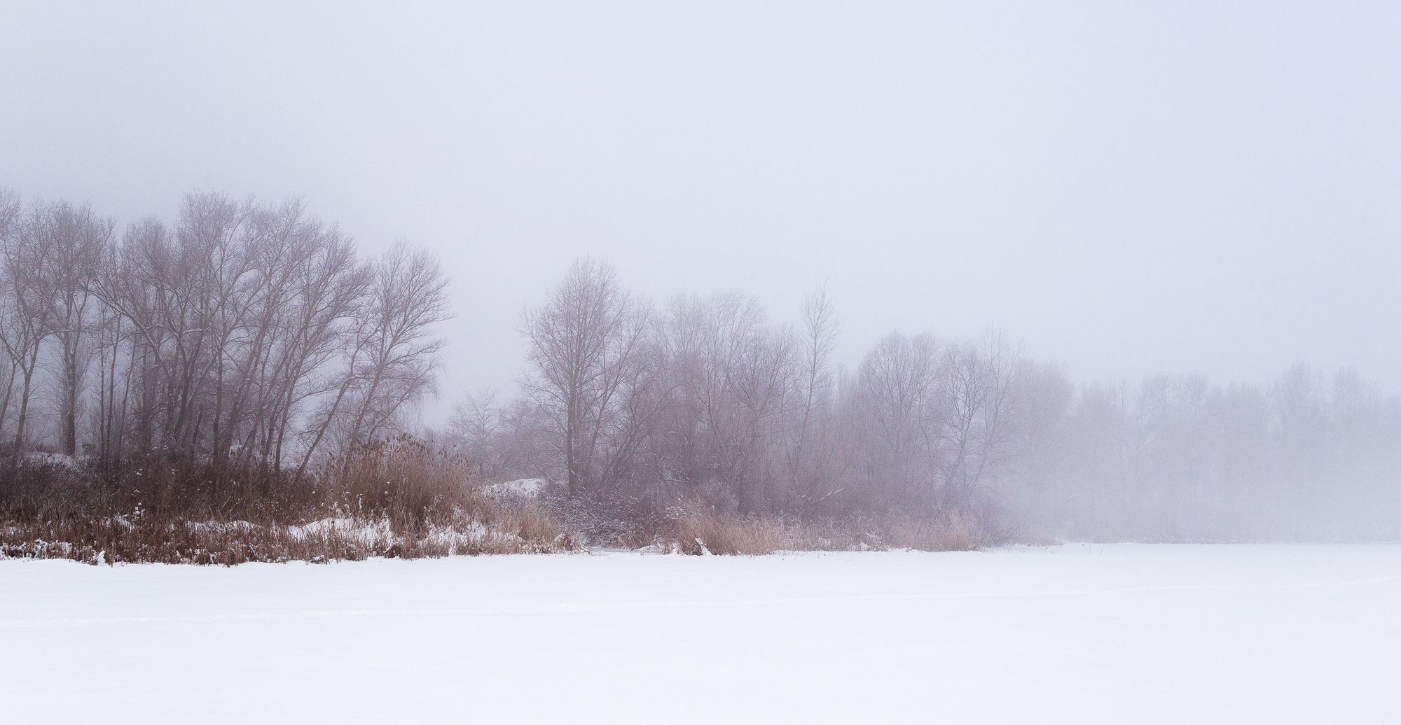 Morning of the Year.